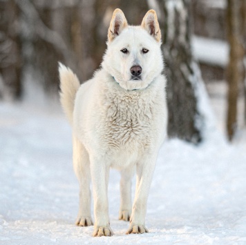 Собаки в добрые руки - Денди - 2