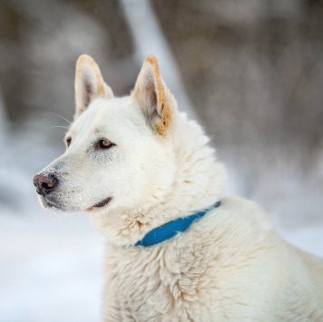 Собаки в добрые руки - Денди - 4