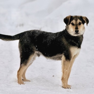Собаки в добрые руки - Винки