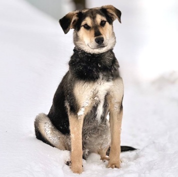 Собаки в добрые руки - Винки - 1