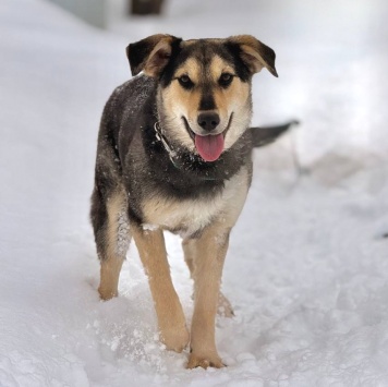 Собаки в добрые руки - Винки - 2