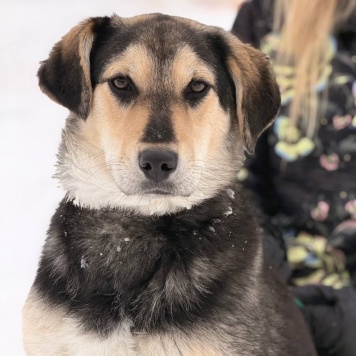 Собаки в добрые руки - Винки - 4