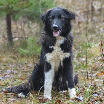 Собаки в добрые руки - Дёма