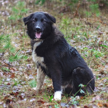 Собаки в добрые руки - Дёма - 1