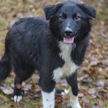 Собаки в добрые руки - Дёма - 4