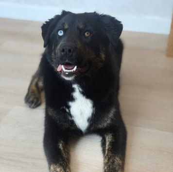 Собаки в добрые руки - Луна