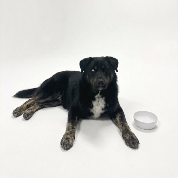 Собаки в добрые руки - Луна - 1