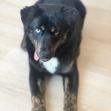 Собаки в добрые руки - Луна - 2