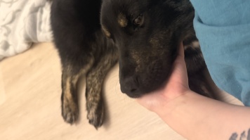 Собаки в добрые руки - Луна - 3