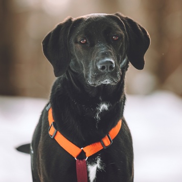 Собаки в добрые руки - Деля