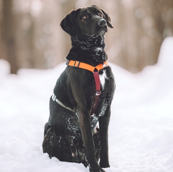 Собаки в добрые руки - Деля - 1