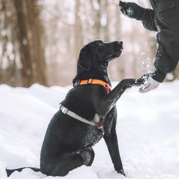 Собаки в добрые руки - Деля - 2