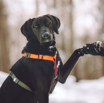 Собаки в добрые руки - Деля - 3
