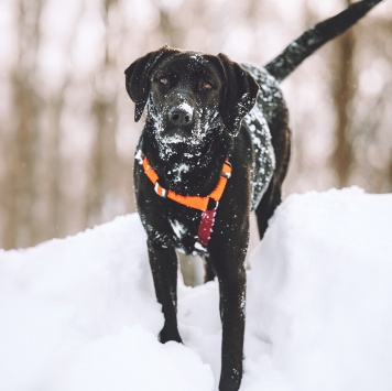 Собаки в добрые руки - Деля - 4
