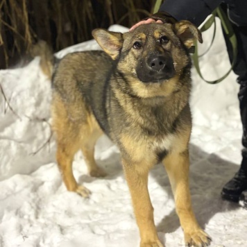 Собаки в добрые руки - Алиса