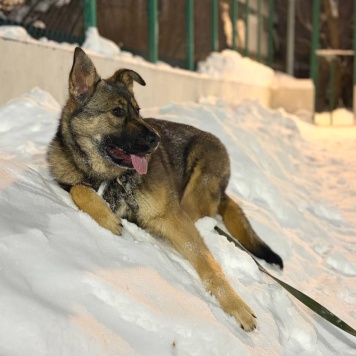 Собаки в добрые руки - Алиса - 2