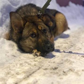 Собаки в добрые руки - Алиса - 3