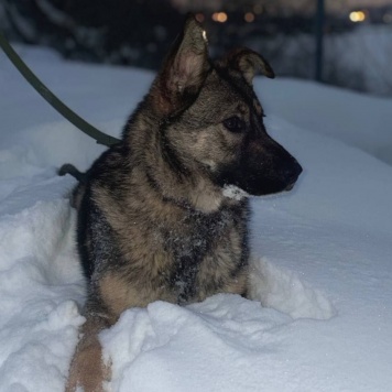 Собаки в добрые руки - Алиса - 4