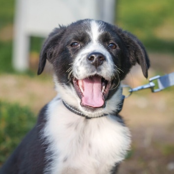 Собаки в добрые руки - Чижик
