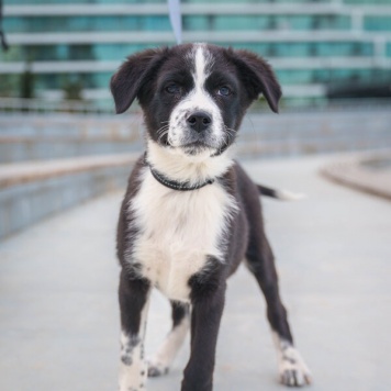 Собаки в добрые руки - Чижик - 1