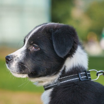 Собаки в добрые руки - Чижик - 2