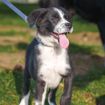 Собаки в добрые руки - Чижик - 3