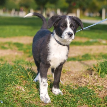 Собаки в добрые руки - Чижик - 4