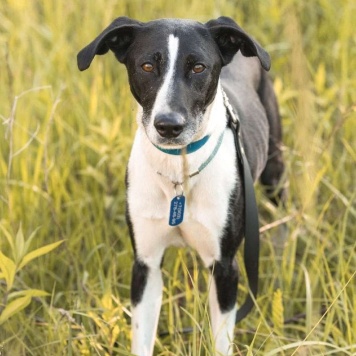 Собаки в добрые руки - Тихон