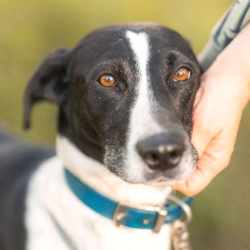 Собаки в добрые руки - Тихон - 1