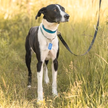 Собаки в добрые руки - Тихон - 2