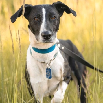 Собаки в добрые руки - Тихон - 3