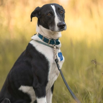 Собаки в добрые руки - Тихон - 4