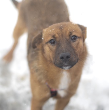 Собаки в добрые руки - Малинка