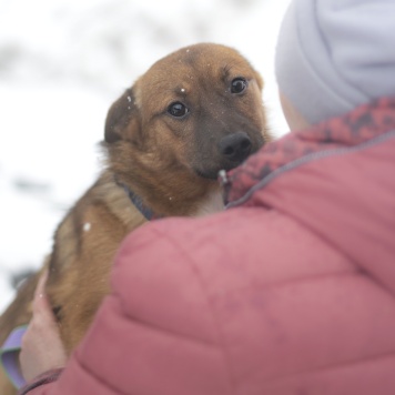 Собаки в добрые руки - Малинка - 1
