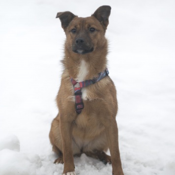 Собаки в добрые руки - Малинка - 2