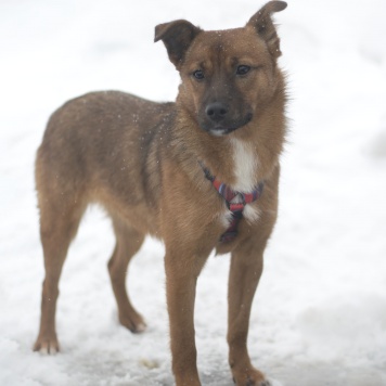 Собаки в добрые руки - Малинка - 3