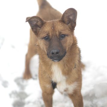 Тыковка - Собаки в добрые руки
