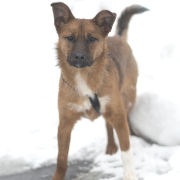 Собаки в добрые руки - Тыковка - 1