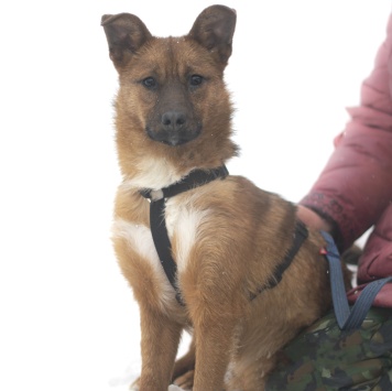 Собаки в добрые руки - Тыковка - 2