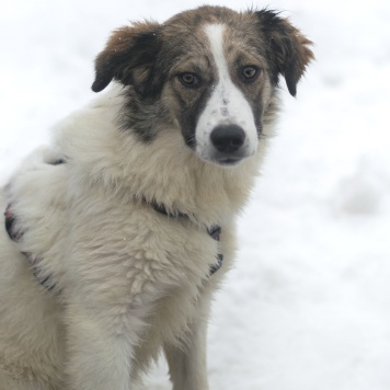 Собаки в добрые руки - Марта