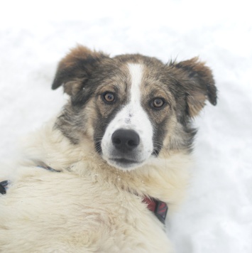 Собаки в добрые руки - Марта - 1