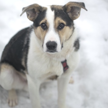 Бенни - Собаки в добрые руки