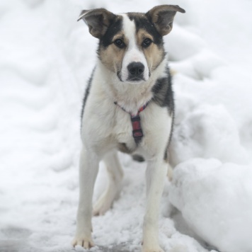 Собаки в добрые руки - Бенни - 1