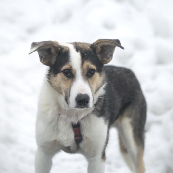 Собаки в добрые руки - Бенни - 2