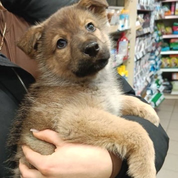 Собаки в добрые руки - Катюша