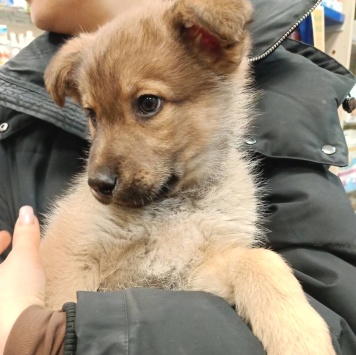 Собаки в добрые руки - Катюша - 2