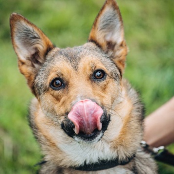Собаки в добрые руки - Лиса