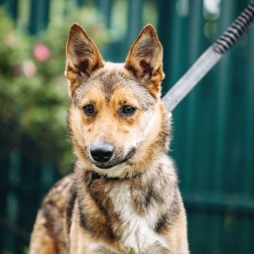 Собаки в добрые руки - Лиса - 1