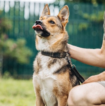 Собаки в добрые руки - Лиса - 2