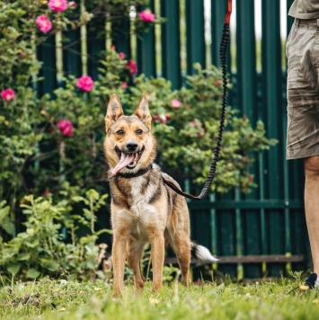 Собаки в добрые руки - Лиса - 3